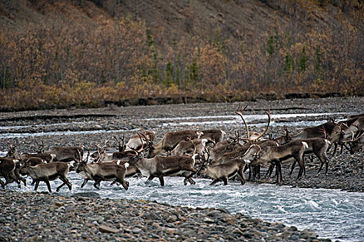北美驯鹿,驯鹿属,牧群,河,阿拉斯加