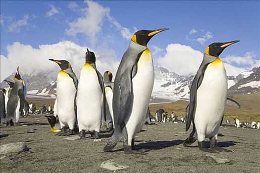 帝企鹅,靠近,海洋,海滩,栖息地,背景,雪,南大洋,南极辐合带
