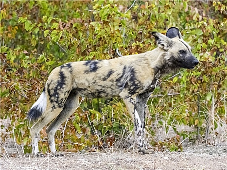 非洲野狗,非洲野犬属,克鲁格国家公园,南非,非洲