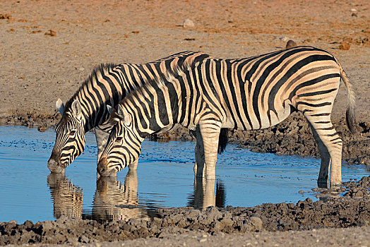 两个,斑马,马,喝,水潭,埃托沙国家公园,纳米比亚,非洲