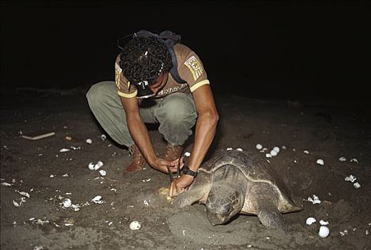 橄榄龟,太平洋丽龟,研究人员,散开,哥斯达黎加