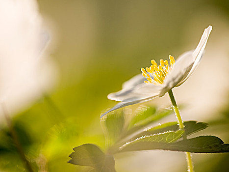 特写,银莲花