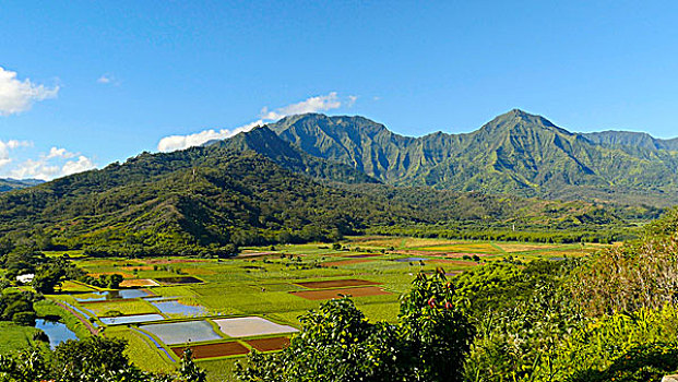 山谷,暸望,芋头,地点,考艾岛,夏威夷