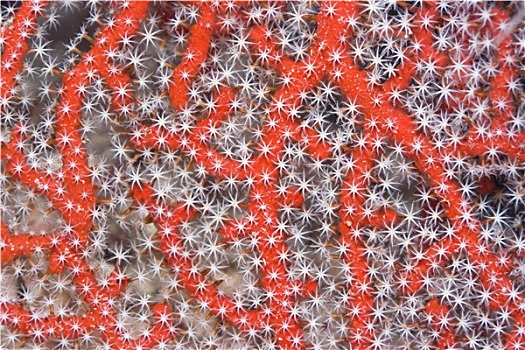 珊瑚,纹理