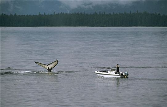 研究人员,船,观注,照片,驼背鲸,大翅鲸属,鲸鱼,尾部,阿拉斯加