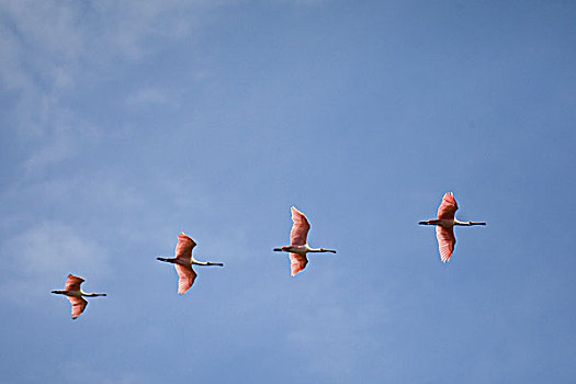 粉红琵鹭,群,飞,潘塔纳尔,巴西