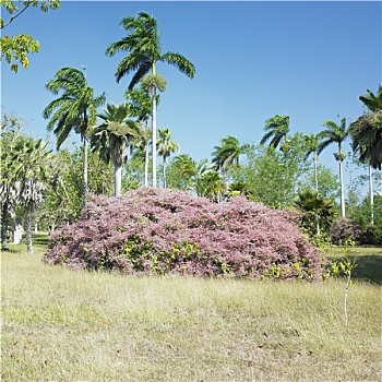 植物,花园,西恩富戈斯,古巴