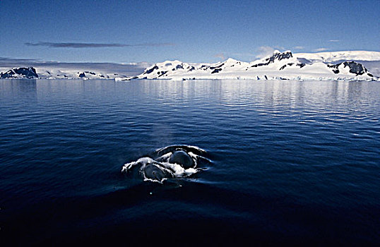 驼背鲸,大翅鲸属,鲸鱼,母牛,幼兽,海峡,南极