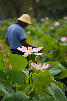 荷花