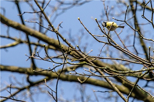 啄木鸟,树,春天