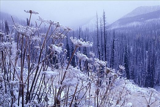 积雪,花,树林,国家森林,华盛顿,美国