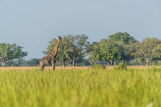南非,长颈鹿,草地,看镜头
