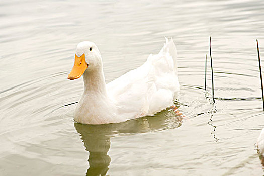 白色,鸭子,游泳,水塘