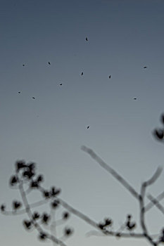 鸟,鹰,蓝天,盘旋,好多,树枝,太阳梦想,翅膀,羽毛