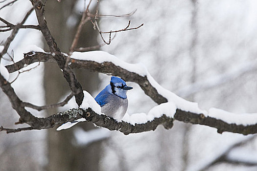 蓝松鸦,冬天,靠近,安大略省,加拿大
