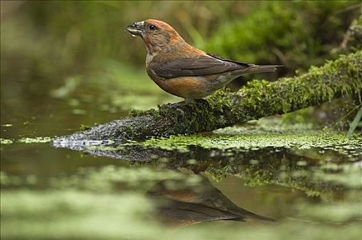红交喙鸟,水塘,饮料,荷兰