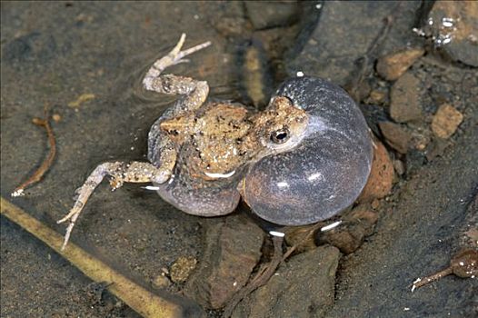 青蛙,国家公园,哥斯达黎加