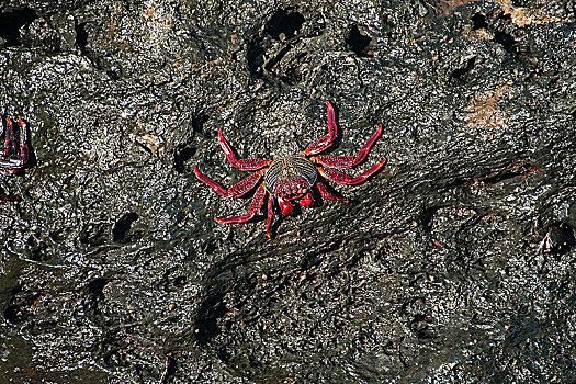 红岩,螃蟹,方蟹,岩石上,海岸,靠近,圣胡安,兰不拉,特内里费岛,西班牙,欧洲