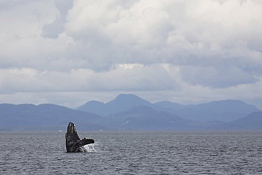 鲸跃,驼背鲸,不列颠哥伦比亚省,加拿大