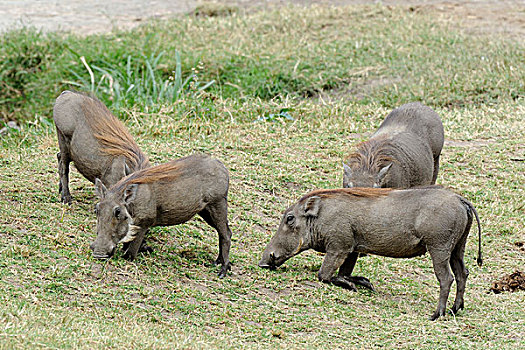 普通,疣猪,非洲,马赛马拉国家保护区,肯尼亚,东非