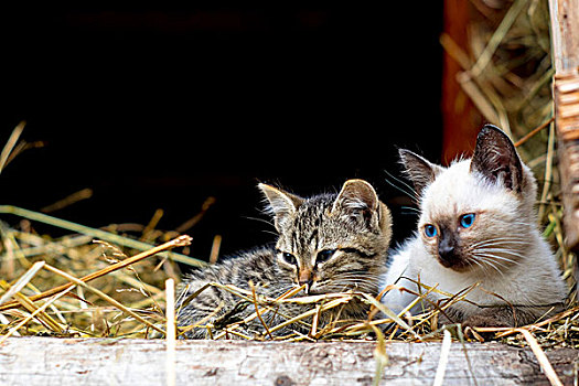 两个,小猫,休息,干草,俄罗斯,欧洲