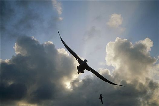 加岛信天翁,飞跃,生物群,西班牙岛,加拉帕戈斯群岛,厄瓜多尔