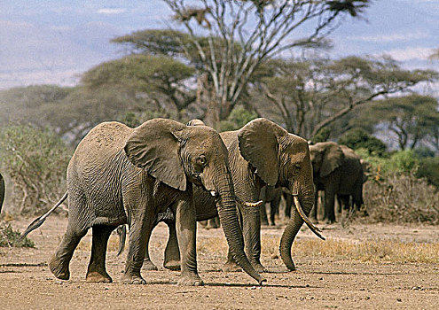 非洲象,群,安伯塞利国家公园,公园,肯尼亚