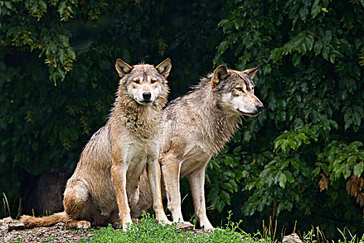 东方,狼,非洲野犬属,禁猎区,巴伐利亚,德国