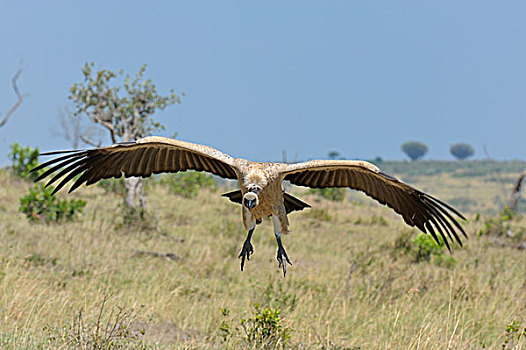 白背兀鹫,白背秃鹫,飞行,进入,陆地,马赛马拉国家保护区,肯尼亚,非洲