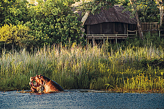 河马,正面,国王,游泳池,露营,奥卡万戈三角洲,博茨瓦纳,非洲