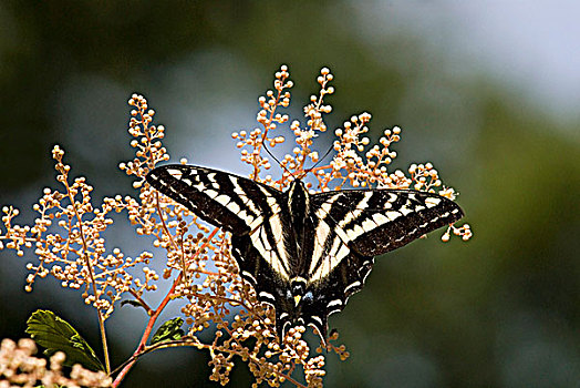 苍白,燕尾蝶,加拿大