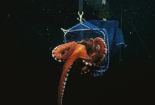 太平洋大章鱼,章鱼,公斤,四个,脚,手臂,挤,室外,洞,奎德拉岛,不列颠哥伦比亚省,加拿大