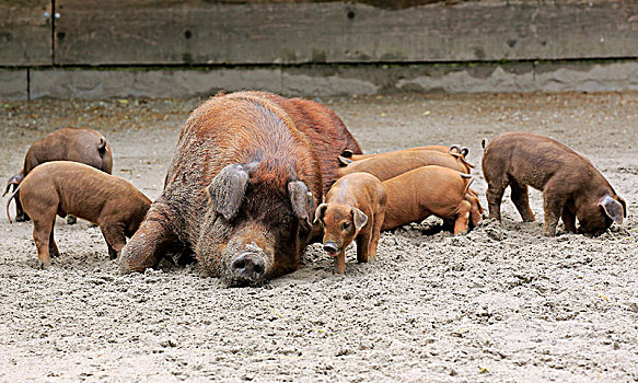 家猪,母猪,小猪,女性,小动物,斑点,德国,欧洲
