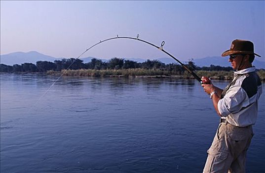 赞比亚,赞比西河下游国家公园,钓鱼,虎,鱼,争斗,赞比西河