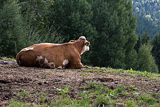 母牛,躺着,草场,齐姆高
