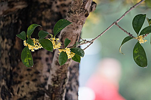 桂花