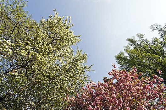 树,开花,萨尔茨堡,奥地利