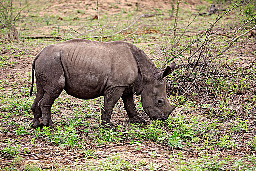 白犀牛,小动物,觅食,厚皮动物,克鲁格国家公园,南非,非洲