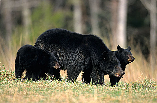 黑熊,美洲黑熊,雌性,幼兽,两个,大烟山国家公园,田纳西