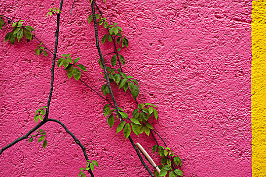 葡萄种植,鲜艳,墙壁