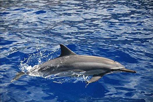 飞旋海豚,长吻原海豚,著名,艺术,跳跃,夏威夷,美国