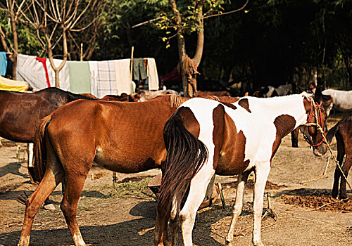 马,厩,比哈尔邦,印度