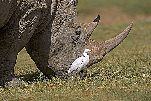 白犀牛,女性,牛背鹭,纳库鲁,公园,肯尼亚