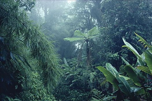 雾林,室内,竹子,桫椤,蒙特维多云雾森林自然保护区,哥斯达黎加