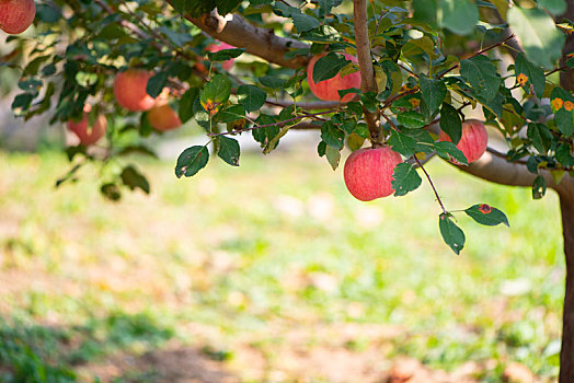 秋天果园里的苹果树