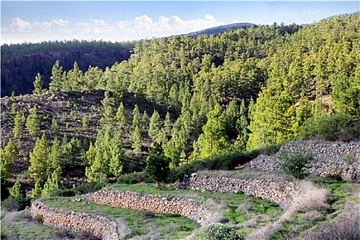 自然,风景,特内里费岛,西班牙