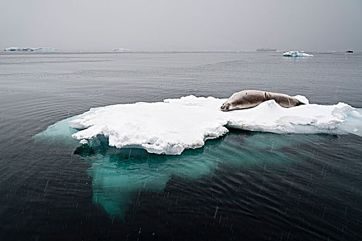 食蝦海豹,冰,湾,南极