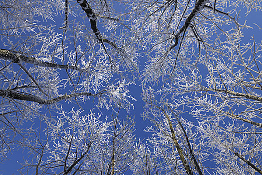 仰视,积雪,树梢,山峦,黑森州,德国