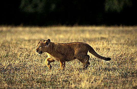 非洲,狮子,大型猫科动物,幼兽,走,干燥,草