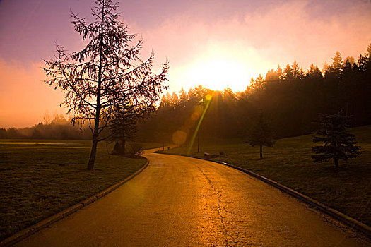 日出,雾,树,俄勒冈,美国